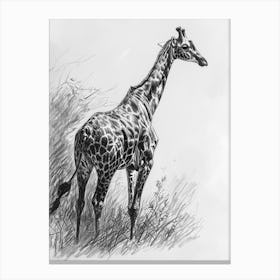 Lone Giraffe In The Wild 4 Canvas Print