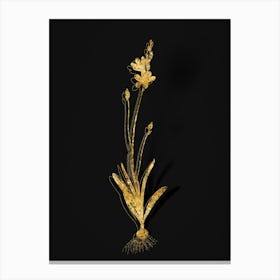 Vintage Mossel Bay Tritonia Botanical in Gold on Black n.0195 Canvas Print