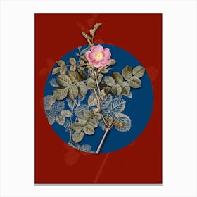 Vintage Botanical Pink Sweetbriar Rose on Circle Blue on Red n.0251 Canvas Print