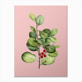 Vintage Lingonberry Evergreen Shrub Botanical on Soft Pink n.0145 Canvas Print