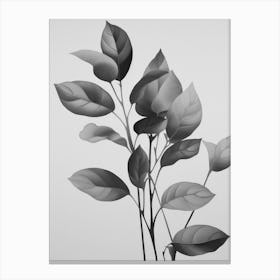 Black And White Leaf Sketch Canvas Print