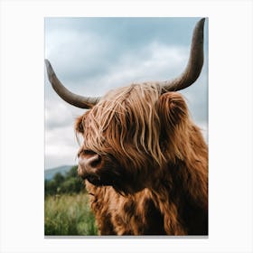 Scottish Highland Cattle Canvas Print