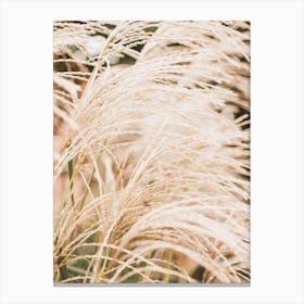 Dried Grasses Canvas Print