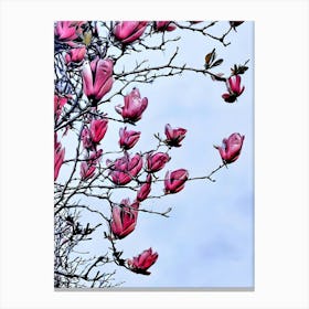 Magnolia Blossoms Canvas Print