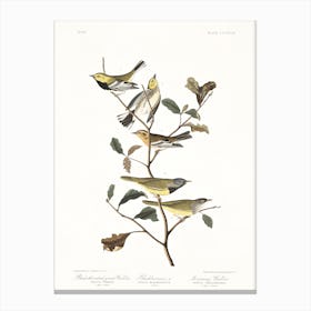 Black Throated Green Warbler Canvas Print