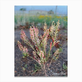 Pink Flowering Plant - Photography Canvas Print