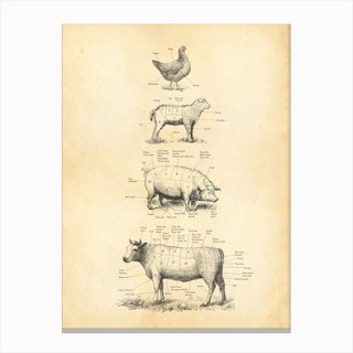 British Meat Cuts Cow Pork Lamb Chicken Canvas Print