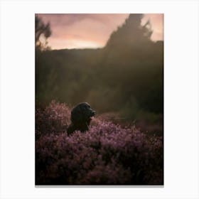 Cocker Spaniel Puppy In A Heather Field- Scotland Highland UK dog photo print - moody animal photography Canvas Print