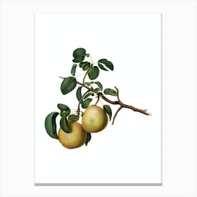 Vintage Pear Botanical Illustration on Pure White n.0621 Canvas Print