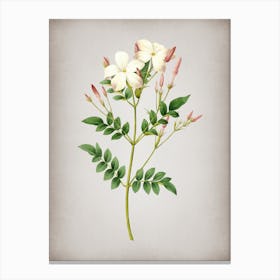 Vintage Spanish Jasmine Botanical on Parchment n.0776 Canvas Print