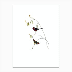 Vintage Crimson Finch Bird Illustration on Pure White n.0400 Canvas Print