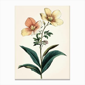 Hibiscus 7 Canvas Print