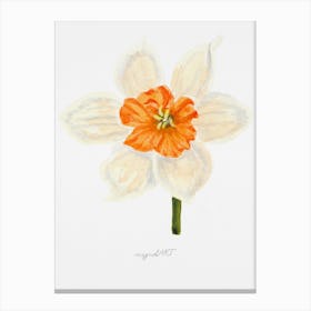 Daffodil 8 Canvas Print