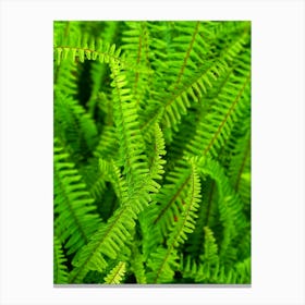 Green ferns Canvas Print