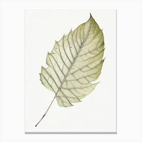 Ash Leaf Illustration Canvas Print