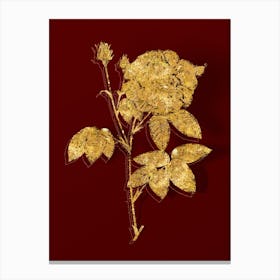 Vintage French Rose Botanical in Gold on Red n.0229 Canvas Print