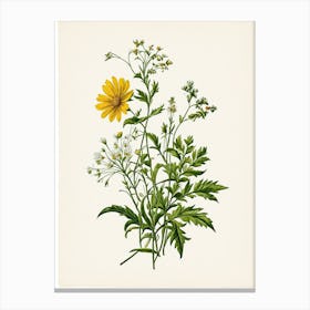 Vintage Botanical Galleria Style Wildflower Painting 27 Canvas Print