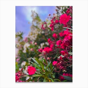 Red Flowers Against A Blue Sky Canvas Print