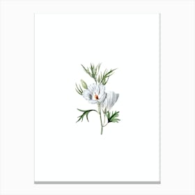 Vintage Lilac Hibiscus Flower Botanical Illustration on Pure White n.0650 Canvas Print