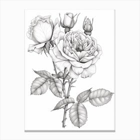 Roses Sketch 18 Canvas Print