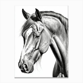 Highly Detailed Pencil Sketch Portrait of Horse with Soulful Eyes 3 Canvas Print