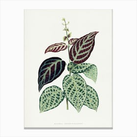 Vintage Botanical Art Print _2643232 Canvas Print