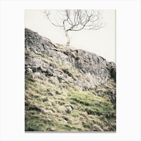 Lone Tree on Rocky Landscape Canvas Print