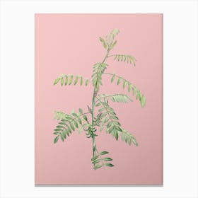 Vintage Flowering Indigo Plant Botanical on Soft Pink Canvas Print