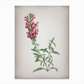 Vintage Red Dragon Flowers Botanical on Parchment n.0860 Canvas Print