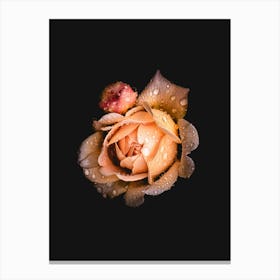 Water Drops On A Rose Canvas Print