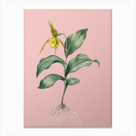 Vintage Yellow Lady's Slipper Orchid Botanical on Soft Pink n.0382 Canvas Print