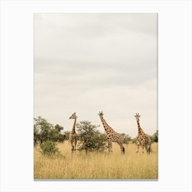 Giraffes in Uganda Canvas Print