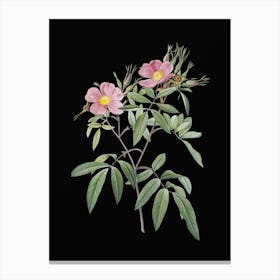 Vintage Pink Swamp Roses Botanical Illustration on Solid Black n.0650 Canvas Print