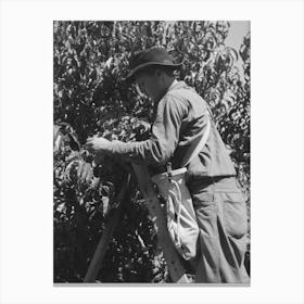 Untitled Photo, Possibly Related To Fruit Pickers Moving Ladders To Another Tree, Delta County, Coloerado By Russell Lee Canvas Print