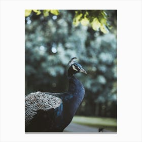 Peacock Canvas Print