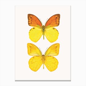 Butterflies VIII Canvas Print