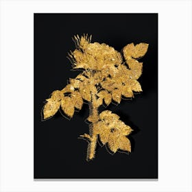 Vintage Kamtschatka Rose Botanical in Gold on Black Canvas Print