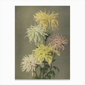 Chrysanthemums 9 Canvas Print