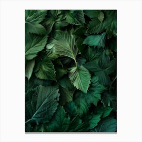 Green Leaves Background 1 Canvas Print