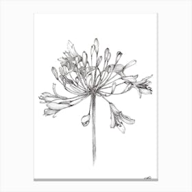 Black and White Agapanthus Canvas Print