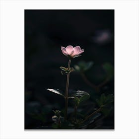 Pink Flower In The Dark 6 Canvas Print