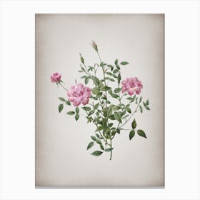 Vintage Dwarf Rosebush Botanical on Parchment n.0220 Canvas Print