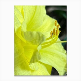 Yellow Lily Canvas Print