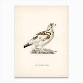Willow Ptarmigan, The Von Wright Brothers Canvas Print