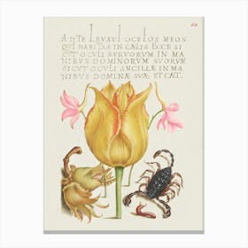 Rocket Larkspurs, Tulip, Scorpion, Millepede, And European Filbert From Mira Calligraphiae Monumenta, Joris Hoefnagel Canvas Print