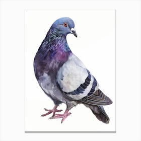 Pigeon 9 Canvas Print