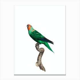 Vintage Red Faced Parrot Bird Illustration on Pure White Canvas Print