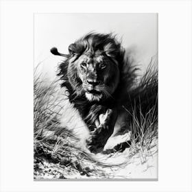 Barbary Lion Charcoal Drawing Hunting 1 Canvas Print
