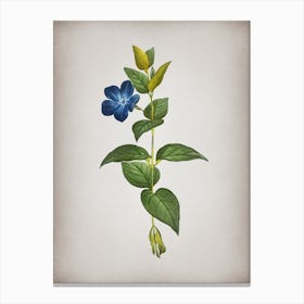 Vintage Greater Periwinkle Flower Botanical on Parchment n.0635 Canvas Print