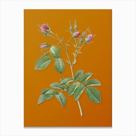 Vintage Evrat's Rose with Crimson Buds Botanical on Sunset Orange n.0315 Canvas Print